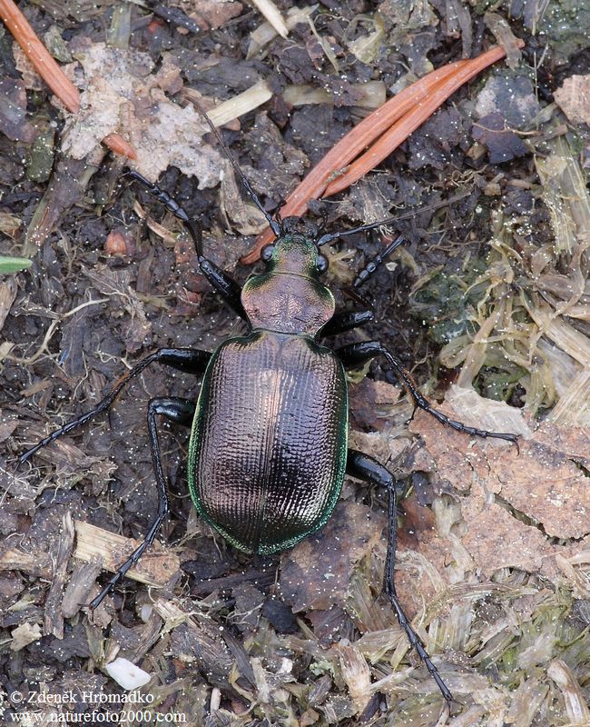 krajník hnědý, Calosoma inquisitor (Linnaeus, 1758), Carabidae (Brouci, Coleoptera)
